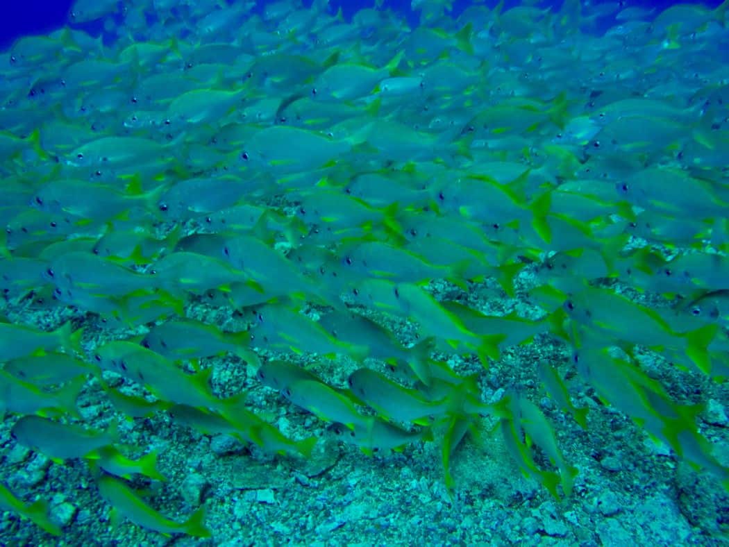 Fischreichtum: An vielen Tauchspots stehen große Schwärme. Foto: Sascha Tegtmeyer Tauchen auf Gran Canaria Erfahrungsbericht – Top-Spots im Atlantik?