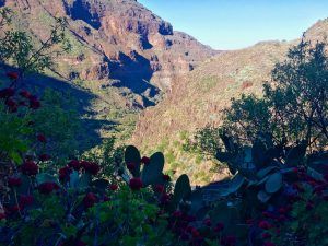 Tal im Inneren von Gran Canaria: schaut ein wenig wie der Gran Canyon aus. Foto: Sascha Tegtmeyer