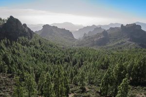 Im Inneren der Insel gibt es grüne Täler – und sogar einen Wald auf Gran Canaria. Foto: Pixabay