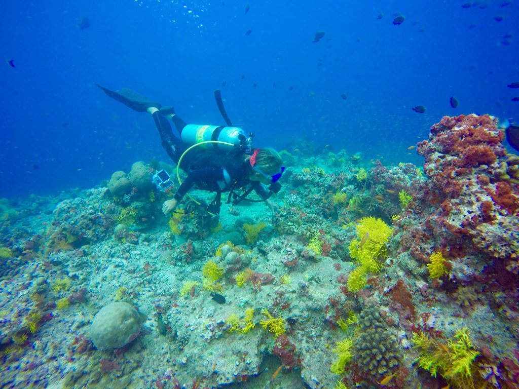 Riesige Artenvielfalt: Meeresbiologin Chiara Fumagalli untersucht das Riff. Foto: Sascha Tegtmeyer