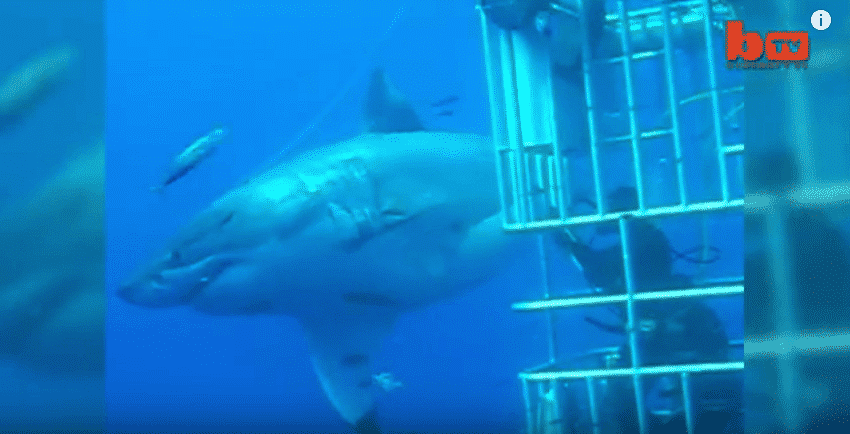 Gigantische Ausmaße: Deep Blue ist der größte Große Weiße Hai, der je gefilmt wurde. Foto: youtube.com