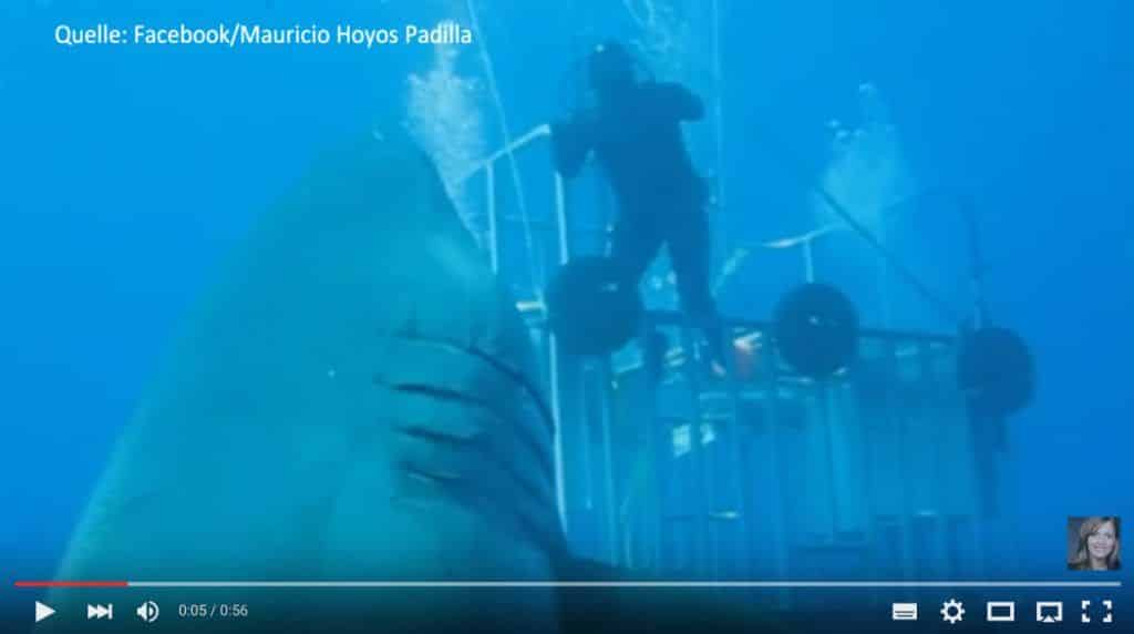 groesster hai der welt In dem spektakulären Video, das an der Isla Guadeloupe in Mexiko entstanden ist, taucht ein großer Weiße Hai an einem Käfig mit fünf Tauchern vorbei, und man erkennt sofort, dass Deep Blue kein gewöhnlicher Weißer Hai ist. Foto: youtube.com