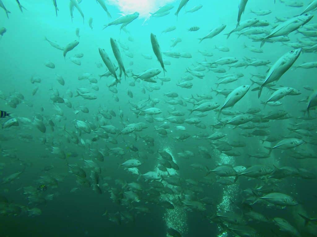 Tauchen am Sail Rock: der Felsen mitten im offenen Meer ist Heimat für Millionen von Fischen, Barrakudas, Walhaie, Delfine und viele Hai-Arten. Foto: Sascha Tegtmeyer