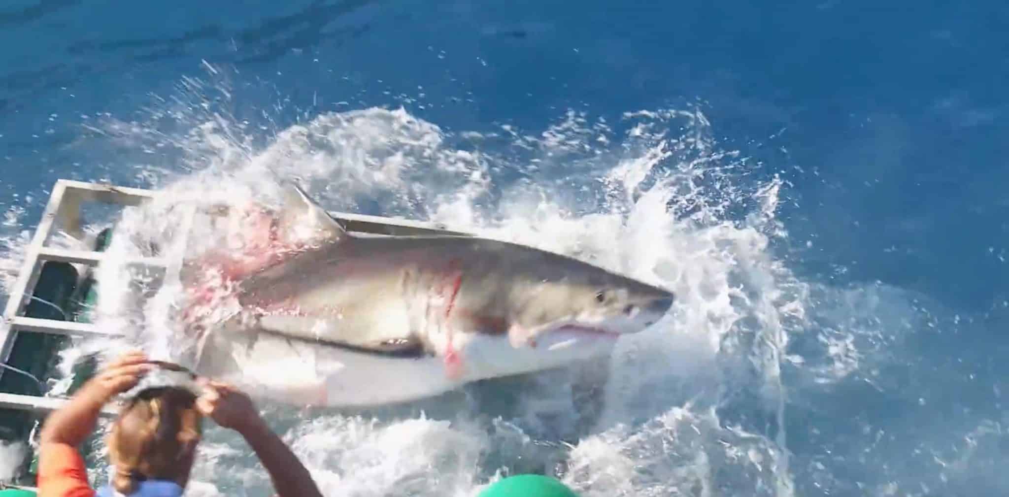 Unfall mit Großem Weißen Hai: Das Video zeigt sehr deutlich, dass sowohl der Hai als auch der Taucher in Gefahr gebracht wurden, weil die Bootsbesatzung versucht hat, den Hai mit einem Köder noch näher an den Käfig zu locken. Foto: youtube.com