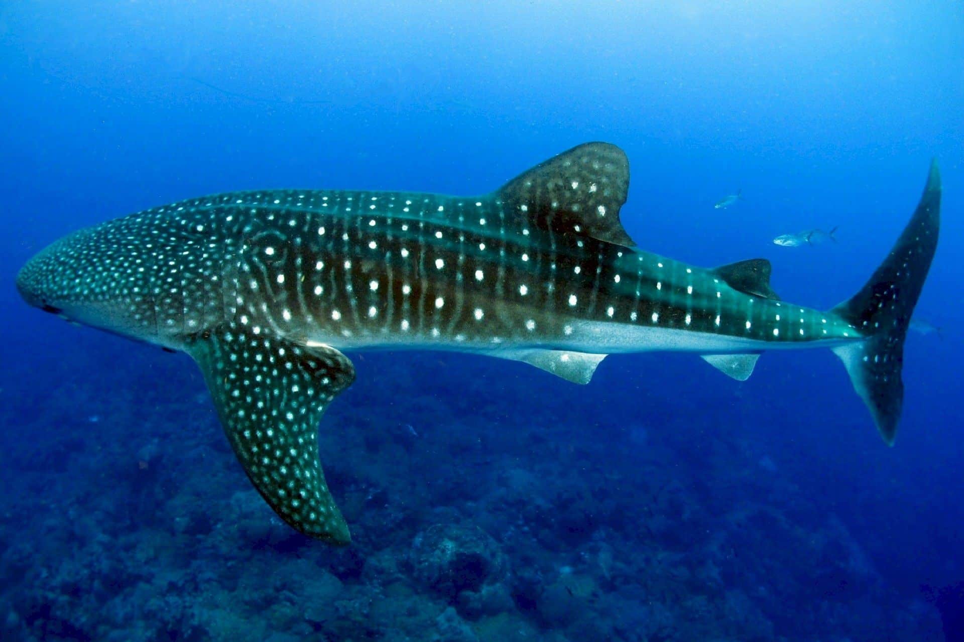 Der größte Fisch der Welt ist der Walhai. Er kann eine Länge von bis zu 20 Metern und ein Gewicht von mehr als 15 Tonnen erreichen. Auf den Malediven kann man dieses anmutige, kolossale Lebewesen besonders häufig sehen. Foto: Pixabay