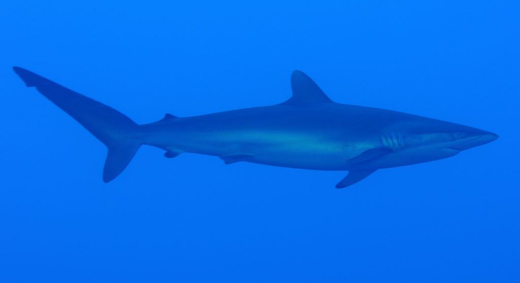 Auch Seidenhaie können im Mittelmeer vorkommen. Foto: Pixabay