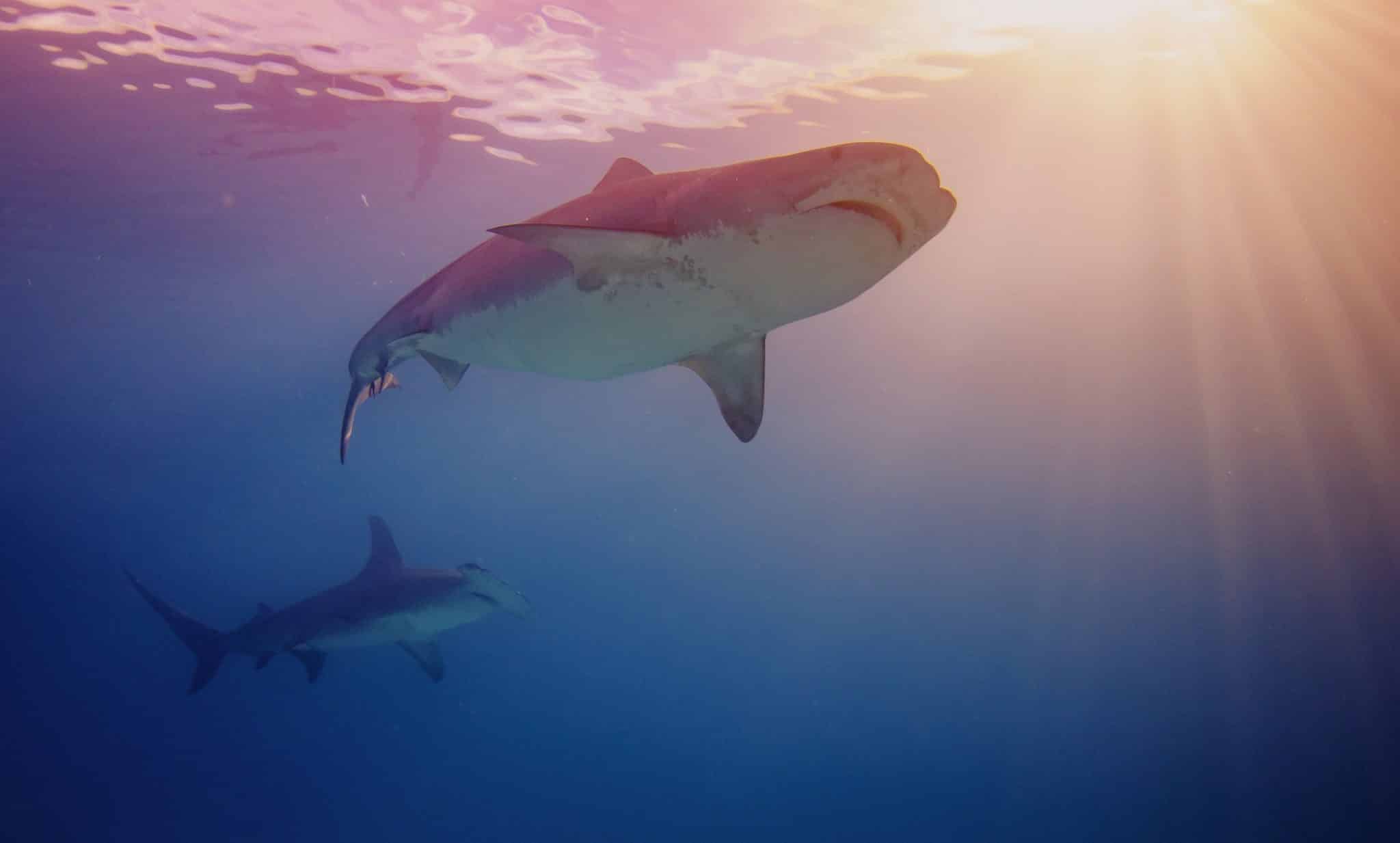 Bullenhaie gehören zu den größten Haiarten. Foto: Pixabay