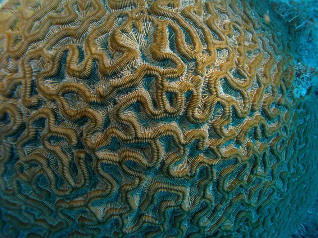 Gehirnkoralle: Die Riffe sind meistens wunderbar intakt! Foto: Pixabay