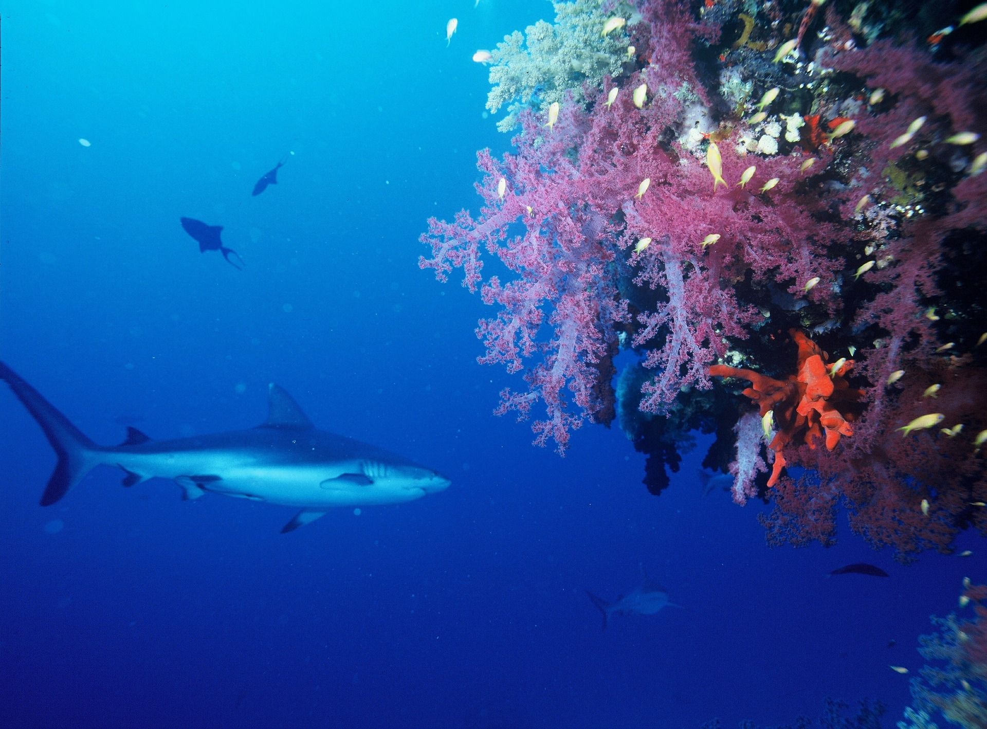 Wenn du dich für Haie interessierst, solltest du dir die grauen Riffhaie in Thailand nicht entgehen lassen. Foto: Pixabay