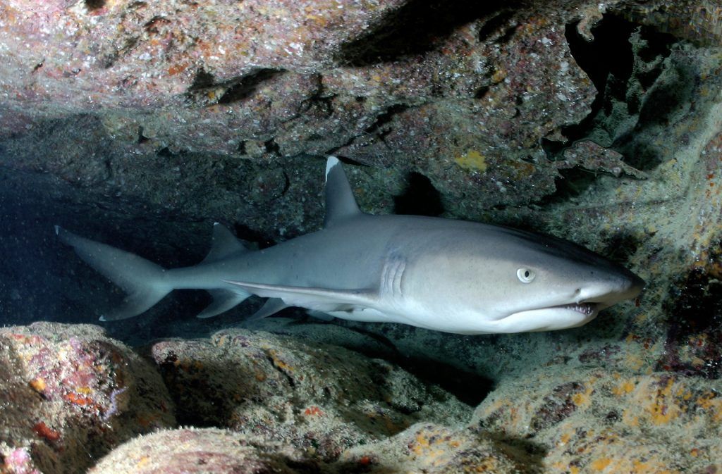 Ein Weißspitzen-Riffhai liegt in einer Höhle. Foto: Pixabay