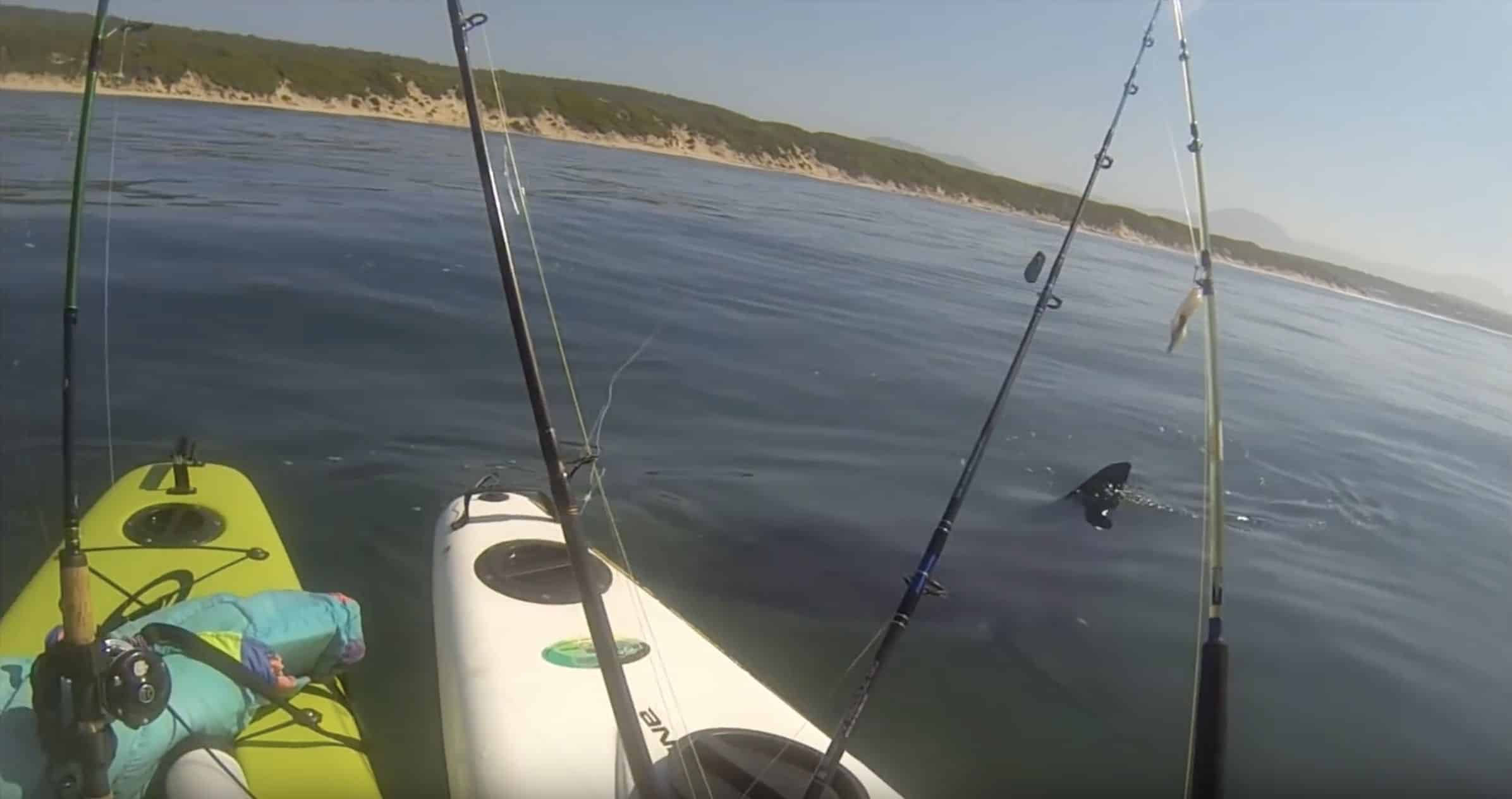 Ein Weißer Haie hatte in Australien das Kajak eines 15-jährigen Mädchens zum Kentern gebracht. Foto: youtube.com