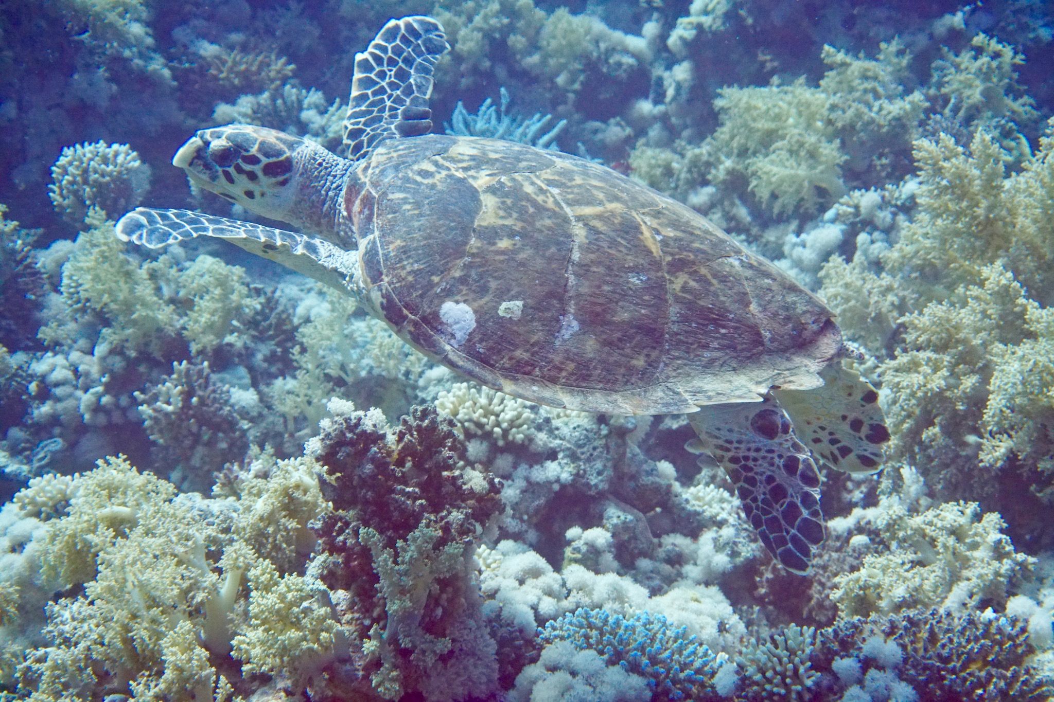 Sharm El Sheikh Reisebericht Tipps Echte Karettschildkröte: Sie kann im Roten Meer häufig bewundert werden. Foto: Sascha Tegtmeyer