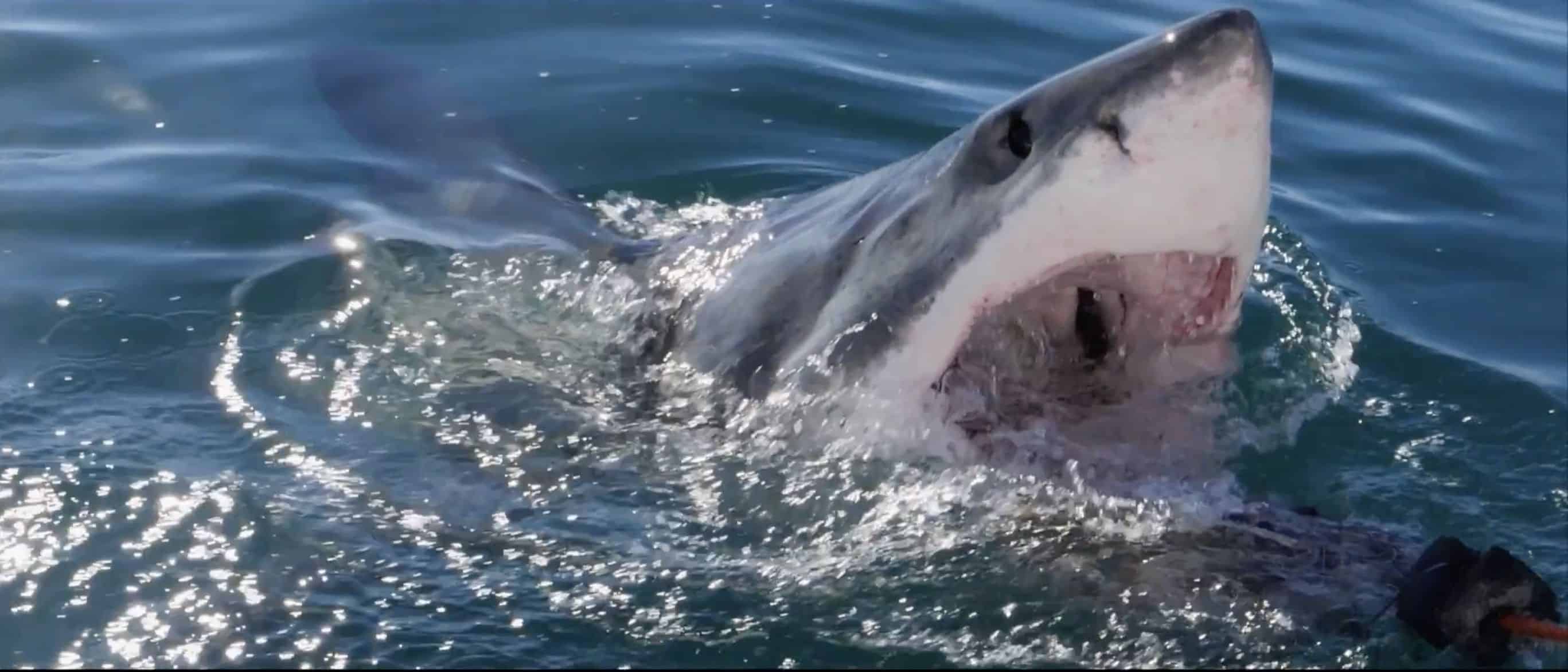 Spektakuläres Video – Weißer Hai fliegt durch die Luft