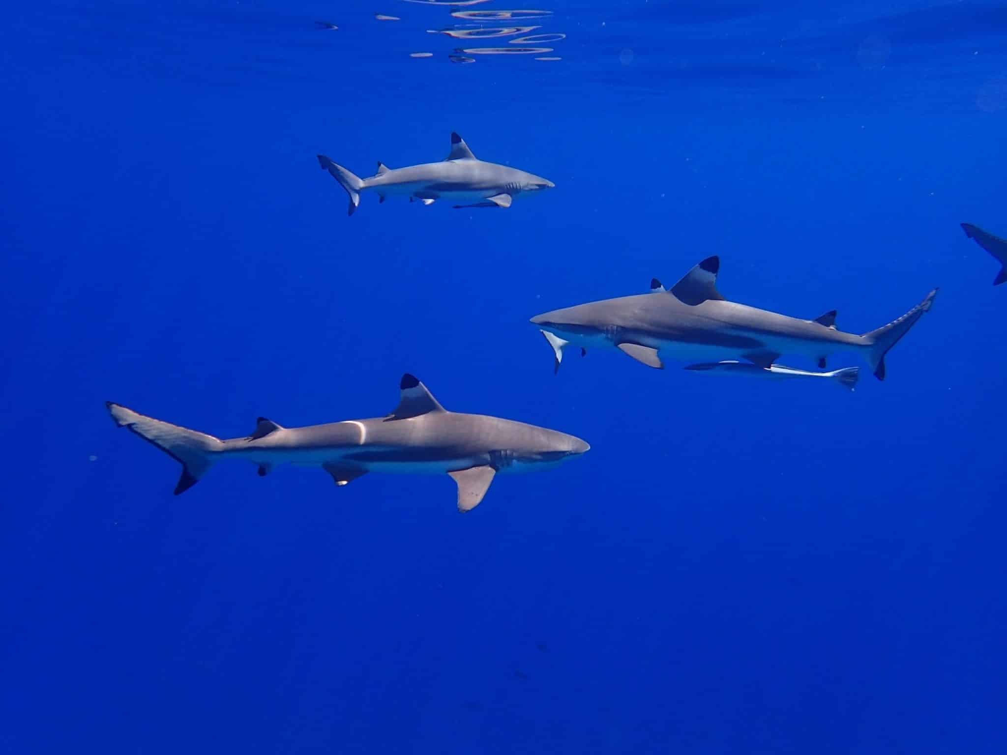 Schwarzspitzen-Hochseehaie gehören ganz sicher zu den schönsten Haien im Roten Meer – sie werden jedoch eher selten gesichtet. Häufiger treffen Taucher und Schnorchler auf einen Verwandten – den Weißspitzen-Hochseehai "Loginmanus". Foto: Unsplash