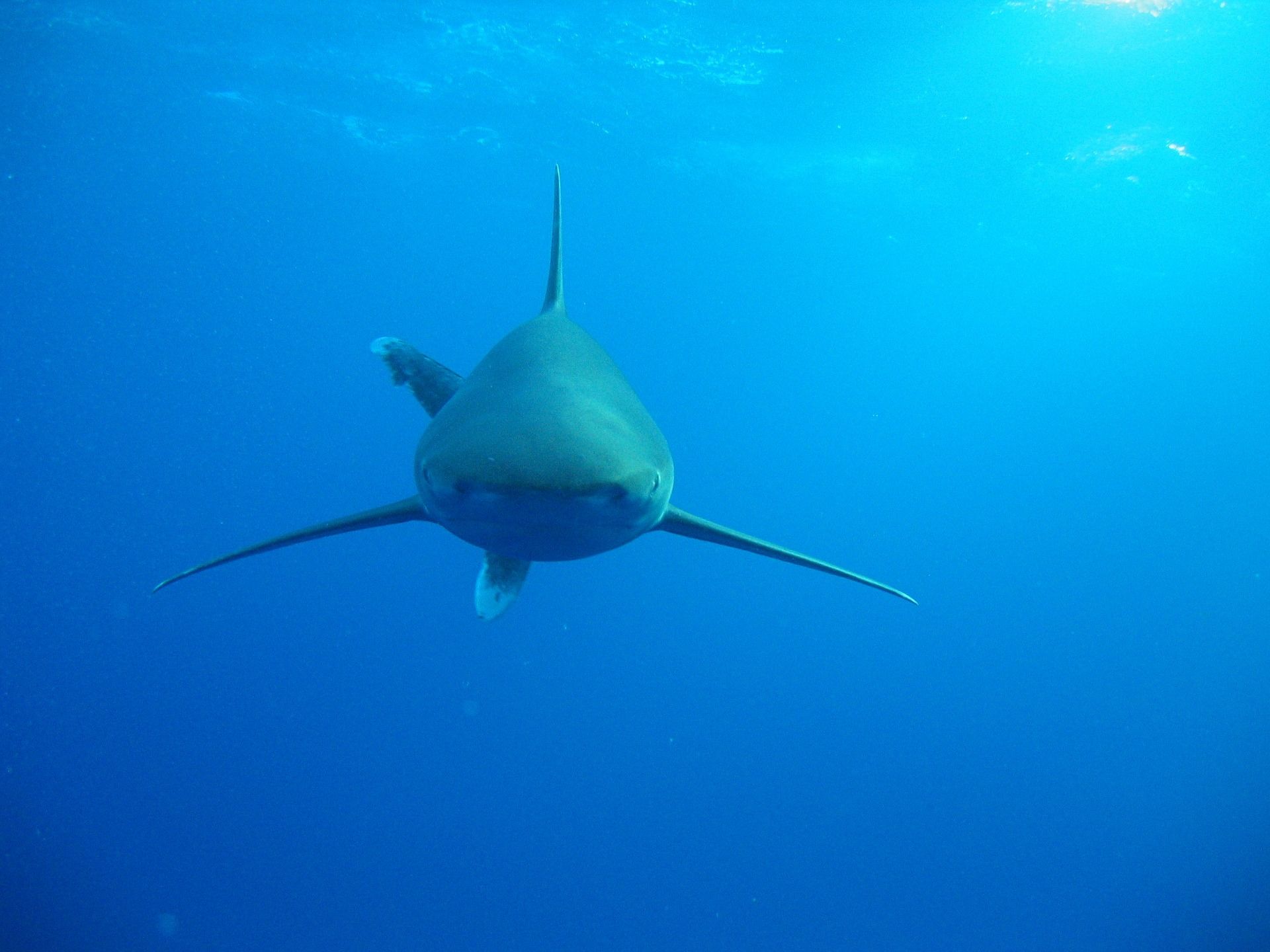 Haie im Roten Meer: Mit einem beherzten Schlag auf die Schnauze des Hais lassen sich die Raubfische in der Regel vertreiben. Foto: Pixabay