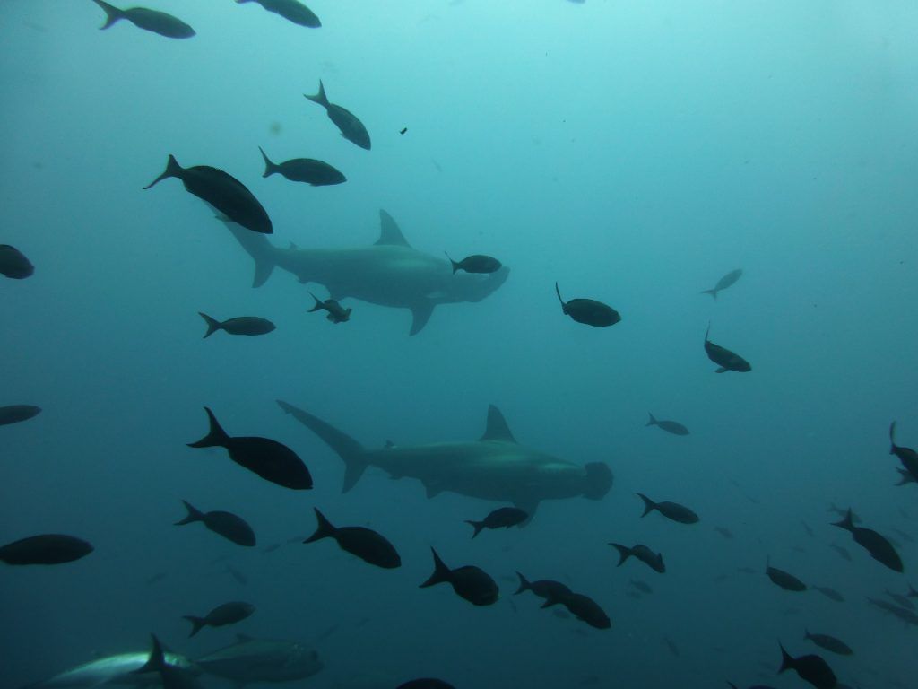 Schulen von Hammerhaien gibt es im Roten Meer vor allem an den Außenriffen. Foto: Pixabay