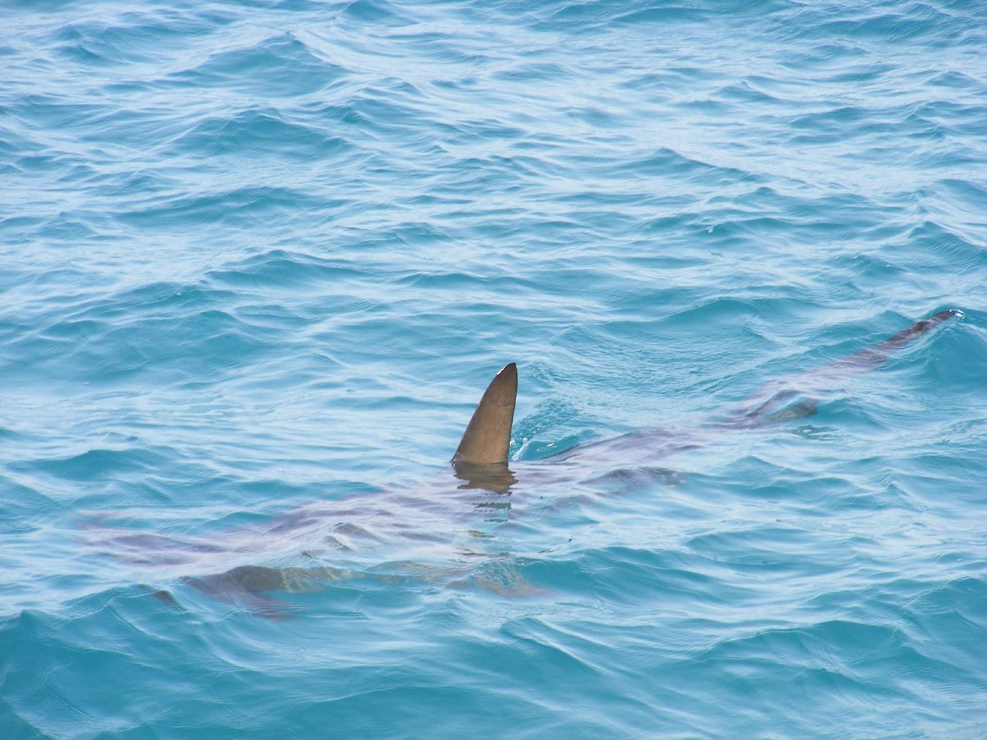 Hammerhaie im Roten Meer kommen relativ "häufig" vor: Die Tiere kommen eher selten an die Oberfläche. Wer sie in Ägypten sehen will, muss weit an die Außenriffe fahren und dort tauchen gehen. 
