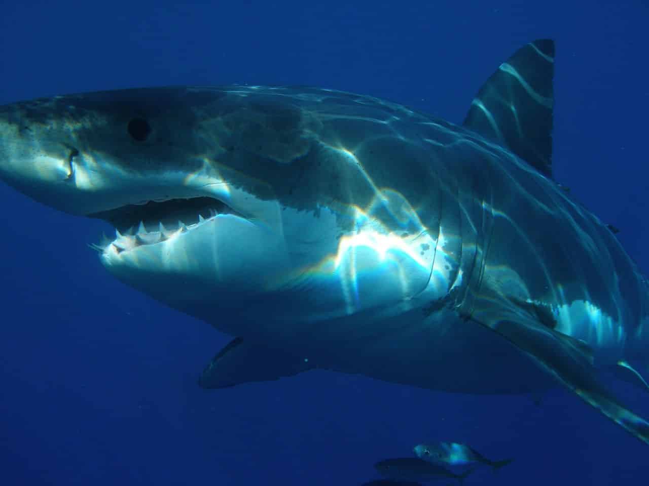 Spektakuläre Sichtung: Weißer Hai vor Mallorca entdeckt