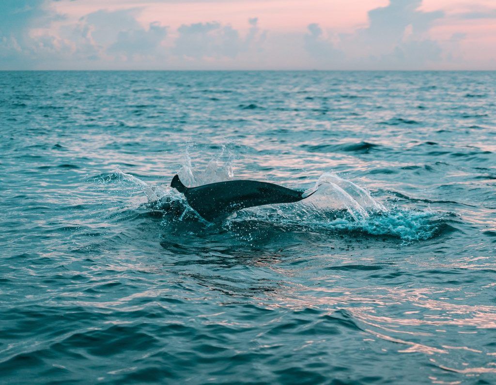 Lübecker Bucht: Ein Delfin wurde bei Travemünde gesichtet! (Symbolbild) Foto: Pexels