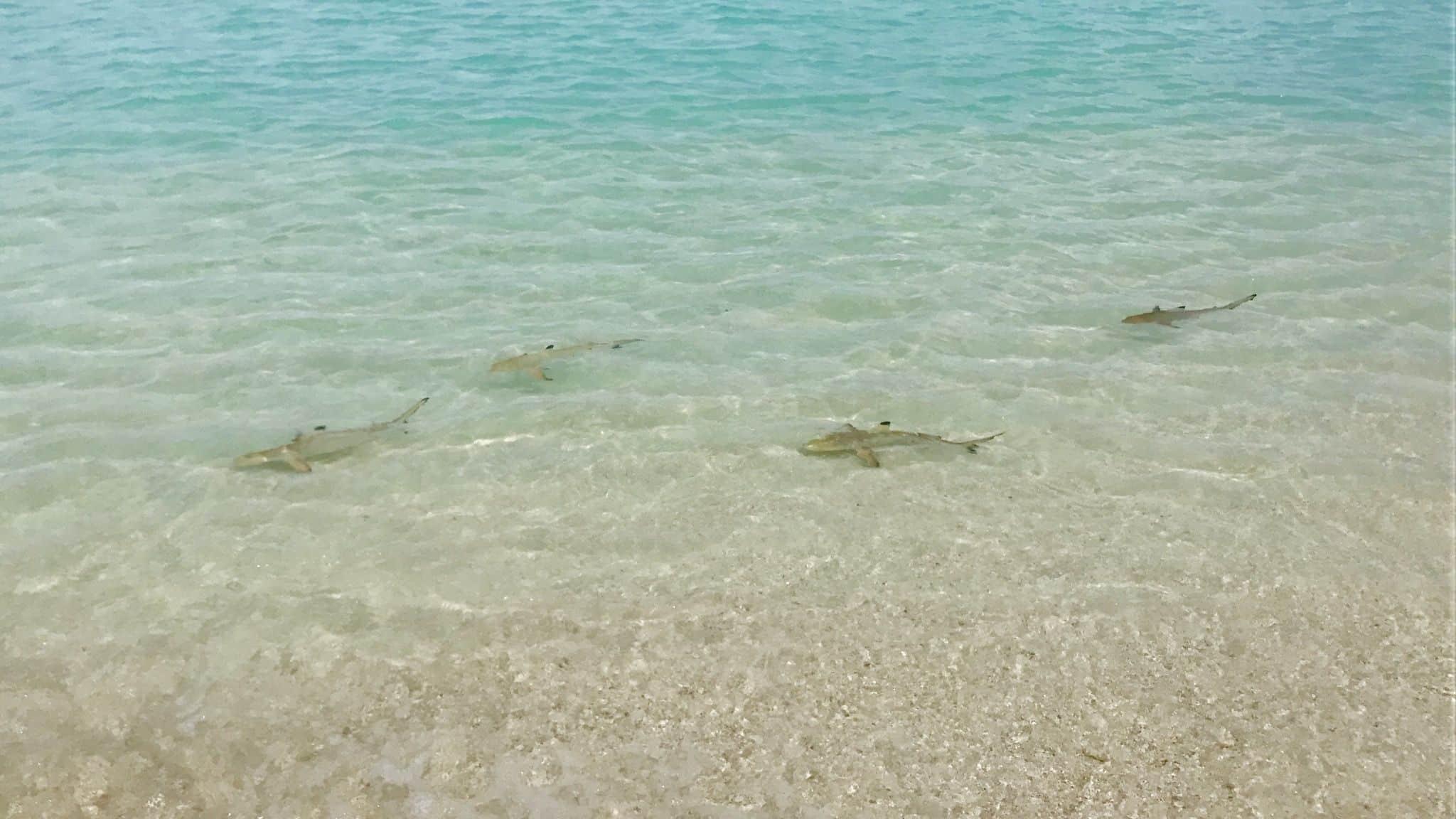rAm Steg der Insel schwimmen Baby-Haie. Foto: Sascha Tegtmeyer eisebericht coco bodu hithi malediven erfahrungen