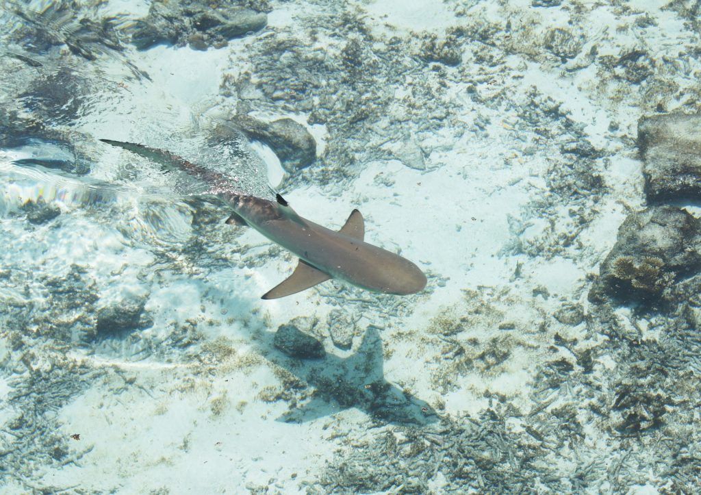 Schwarzspitzen-Riffhaie kommen auf den Malediven häufig vor. Foto: Pixabay