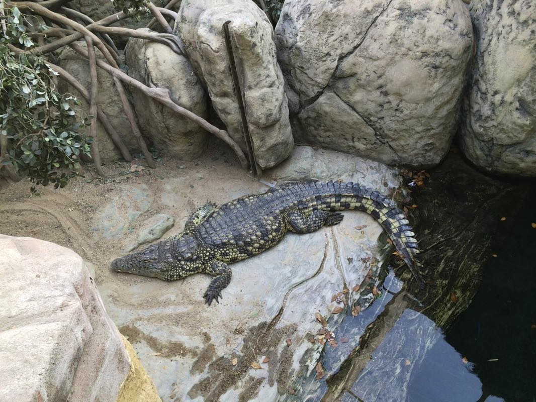 Ein Krokodil liegt im Tropenhaus faul in der Sonne – darunter befindet sich das Tropen-Aquarium. Foto: Sascha Tegtmeyer
