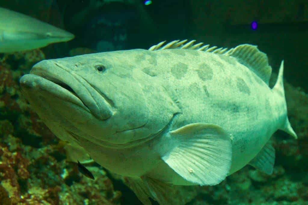 Fisch im Tropen-Aquarium Hamburg: Viele exotische Arten können hier bestaunt werden. Foto: Sascha Tegtmeyer