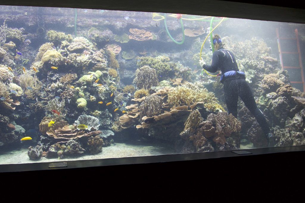Tierpflegerin Heidi Rohr reinigt ein Korallenbecken im Tropen-Aquarium Hamburg. Foto: Sascha Tegtmeyer