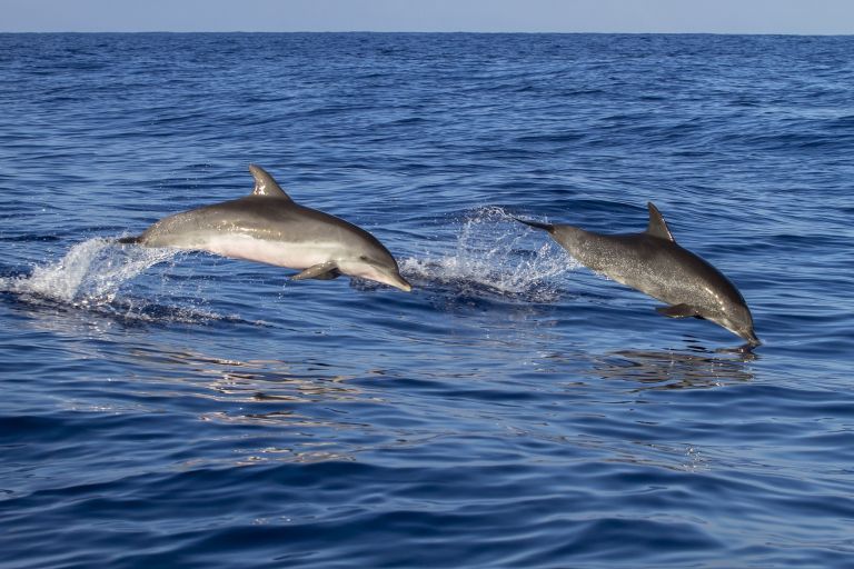 Delfintouren und Whale Watching auf Madeira: Große Tümmler gibt es eigentlich fast auf jeder Tour zu sehen! Foto: Pixabay
