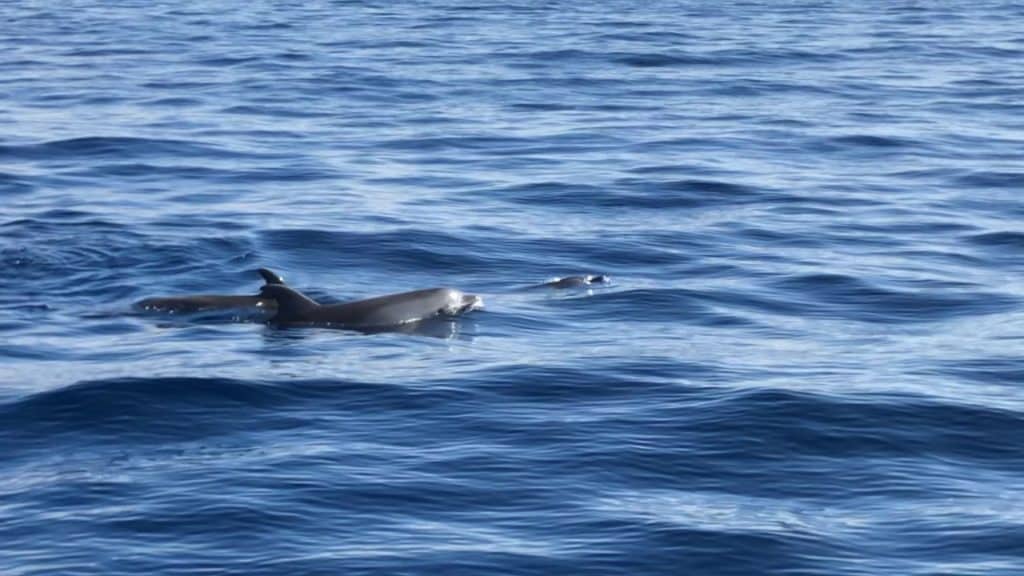 Das Whale Watching auf Teneriffa beginnt häufig in Los Gigantes – und man trifft dabei regelmäßig auch auf Delfine. Video: Sascha Tegtmeyer