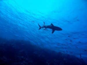 Haie im Mittelmeer: Welche Arten kommen vor? Geht eine Gefahr für Urlauber von den Raubfischen aus? Foto: Pixabay
