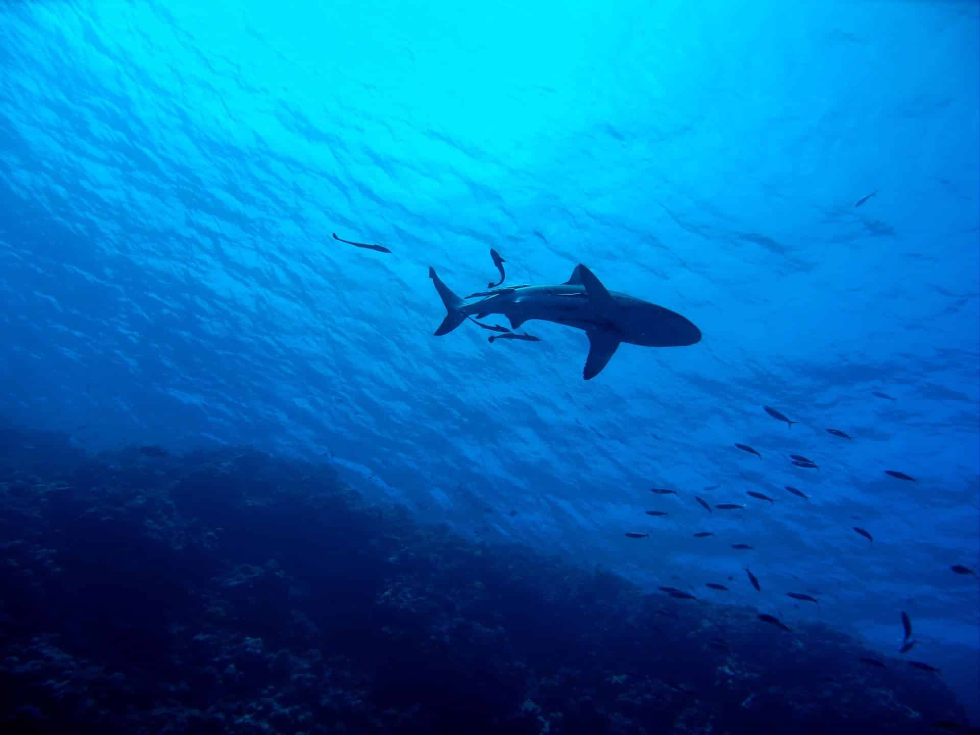 Hai-Arten im Mittelmeer – gefährlich für Urlauber beim Schwimmen?