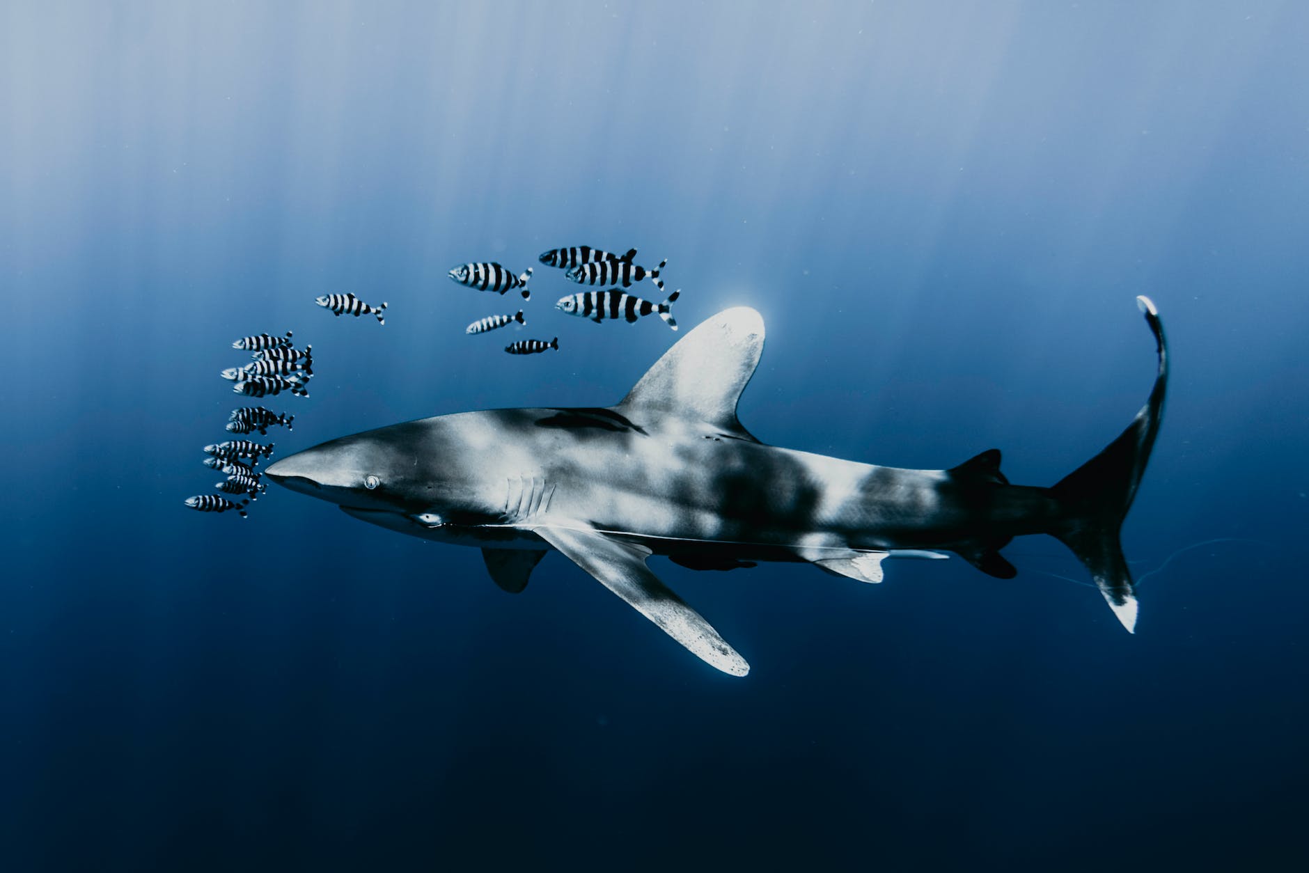 Der Longimanus ist eine Ikone unter den Haien im Roten Meer – Taucher unternehmen spezielle Tauchausfahrten, um ihn sehen zu können. Er gilt als vergleichsweise neugierig und angriffslustig.