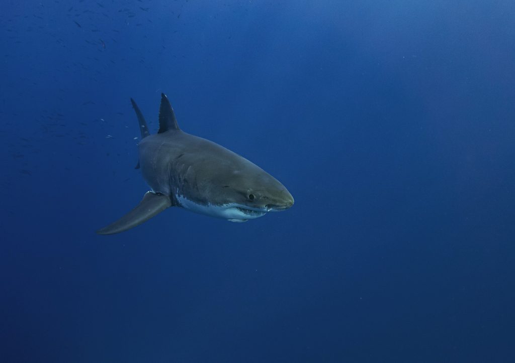 Deep Blue ist kein gewöhnlicher Weißer Hai. Sie soll mindestens 50 Jahre alt sein, was in der Welt der Haie als hohes Alter gilt. Foto: Unsplash