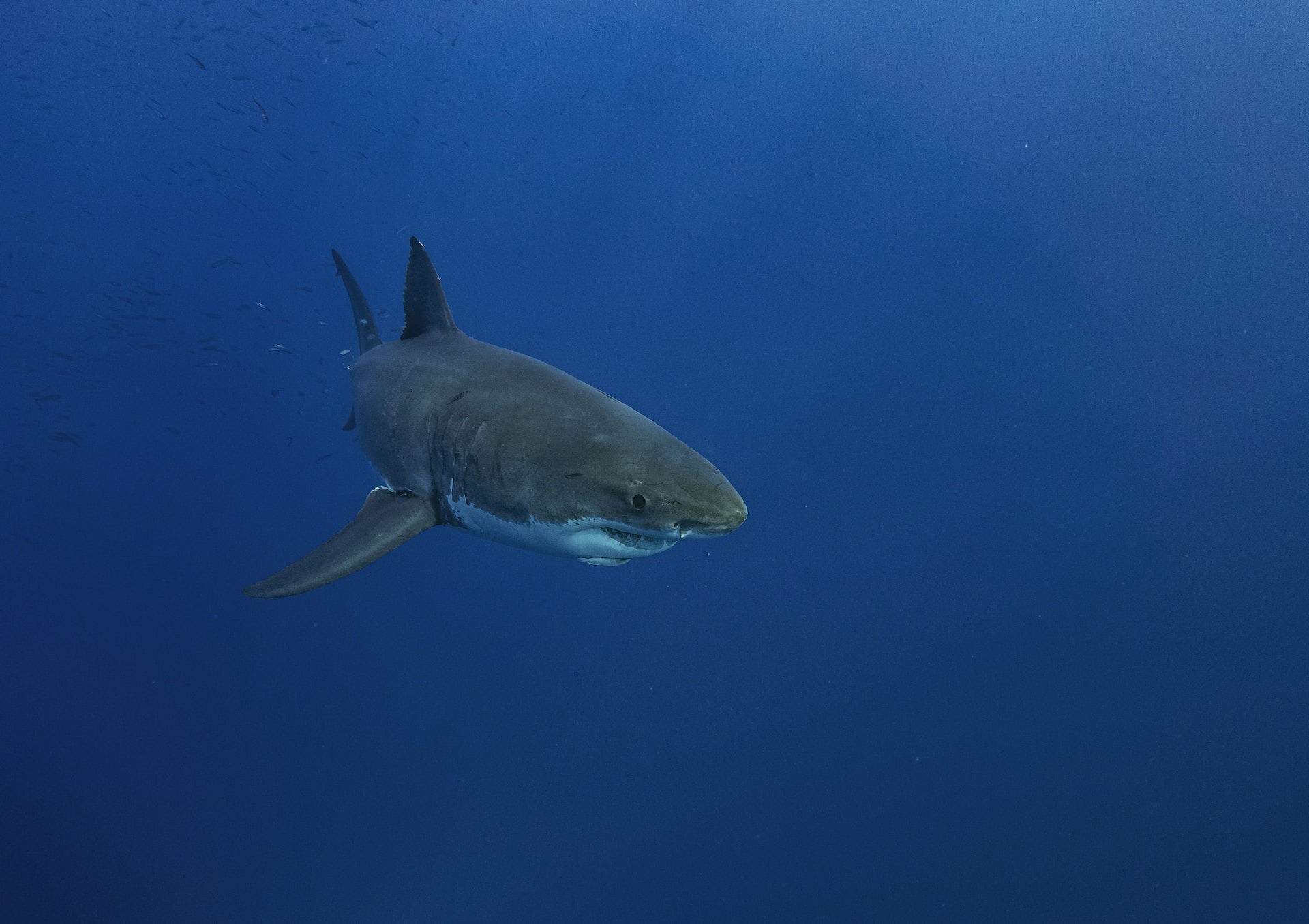 Mythos vom großen, bösen Weißen Hai ist nicht wahr – die Haie auf Mauritius sind in der Regel völlig ungefährlich. Foto: Unsplash / Gerald Schömbs