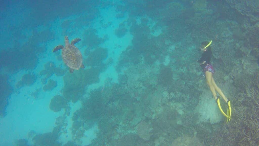 Schnorcheln auf den Malediven: Schildkröten, Adlerrochen und Haie sind keine Seltenheit. Foto: Sascha Tegtmeyer
