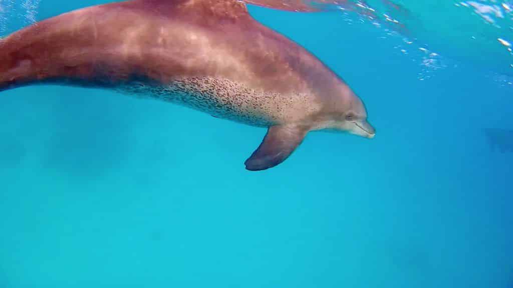 Schwimmen mit Delfinen im Roten Meer ist ein unvergessliches Erlebnis – solange es tiergerecht stattfindet. Foto: Sascha Tegtmeyer
