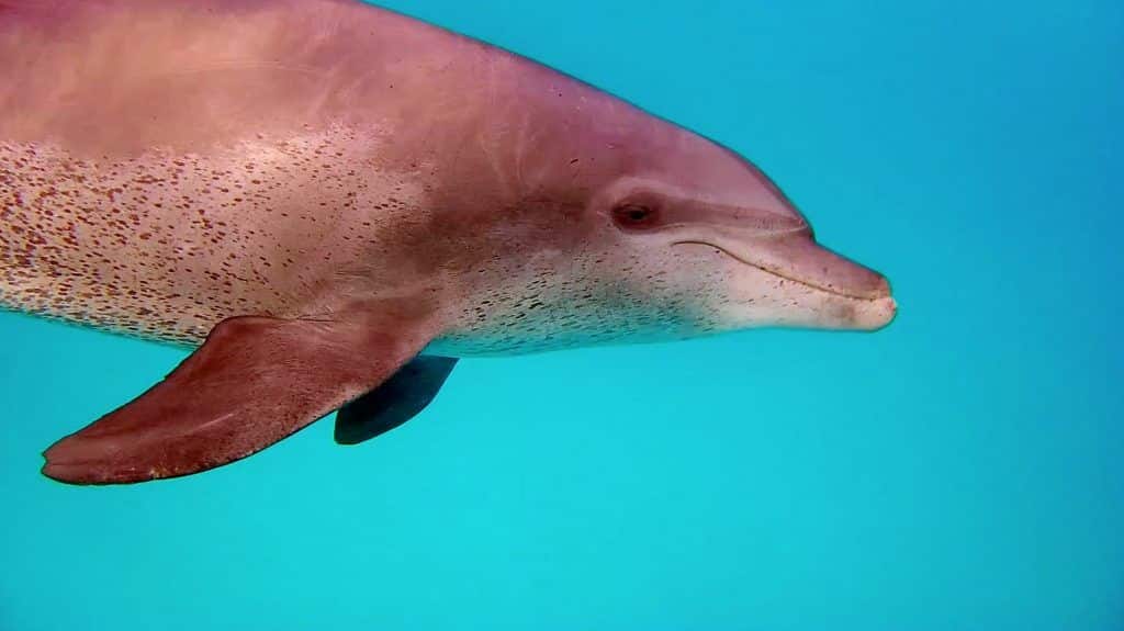 Mit freilebenden Delfinen schwimmen: Auge in Auge mit dem großen Tümmler. Foto: Sascha Tegtmeyer