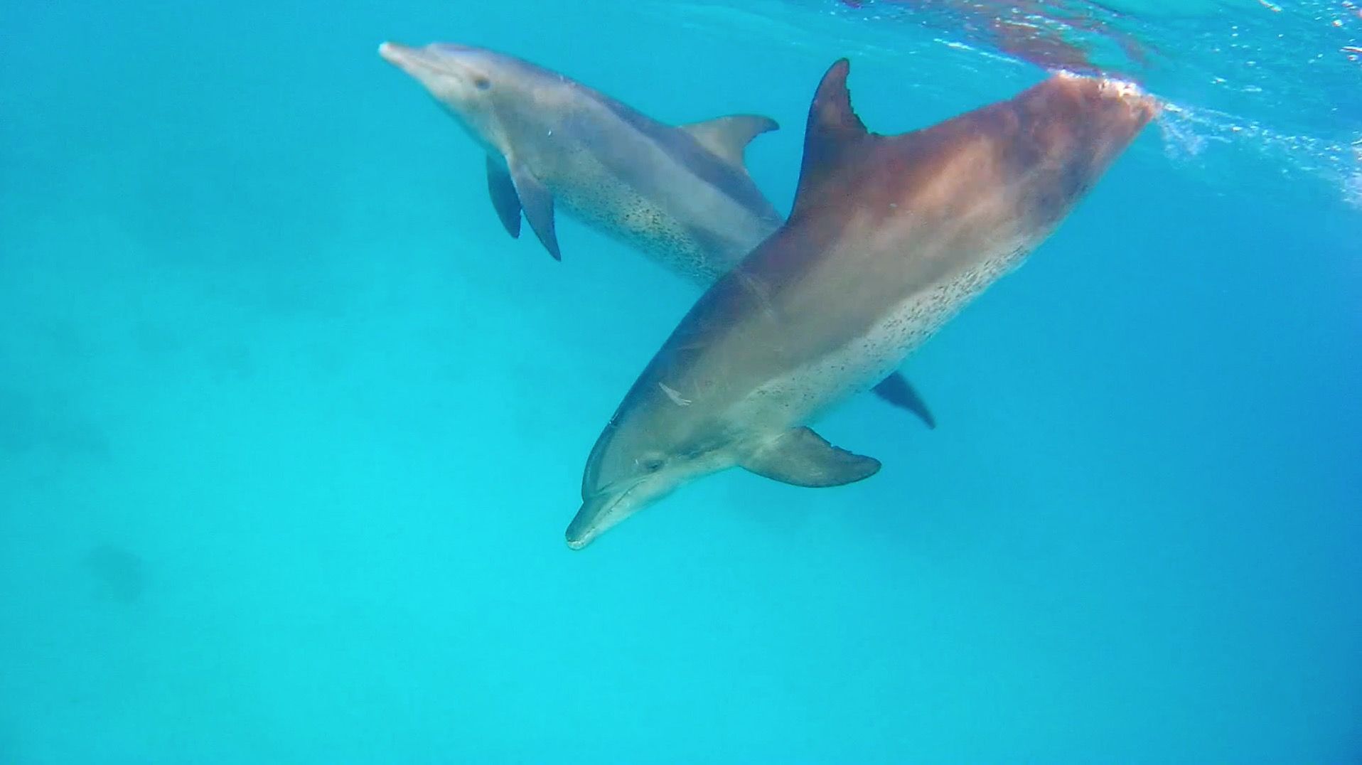 Delfine im Roten Meer: Urlauber können an mehreren Orten mit Delfinen schwimmen gehen. Foto: Sascha Tegtmeyer