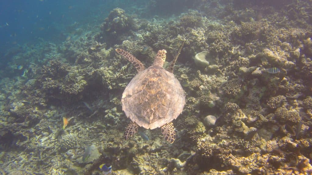 Pack deine Unterwasserkamera – oder Gehäuse für das Smartphone ein – es gibt unzähliige Schildkröten zu fotografieren. Foto: Sascha Tegtmeyer Reisebericht Coco Bodu Hithi Malediven Erfahrungen