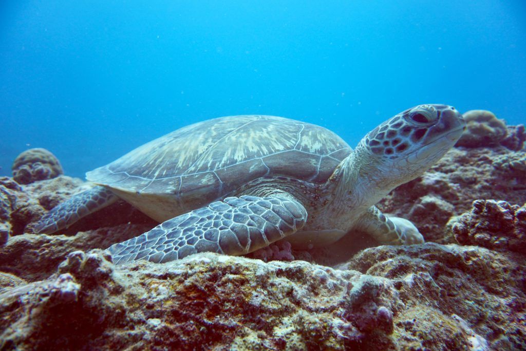 Beim Tauchen auf Mauritius könnt Ihr vielerorts Schildkröten entdecken. © Sascha Tegtmeyer
