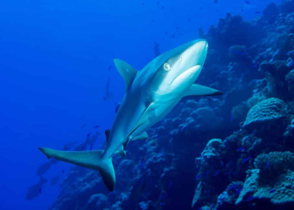Haie auf Mauritius: Der Grauhai ist in den Gewässern des Indischen Ozeans relativ häufig zu beobachten. Foto: Unsplash