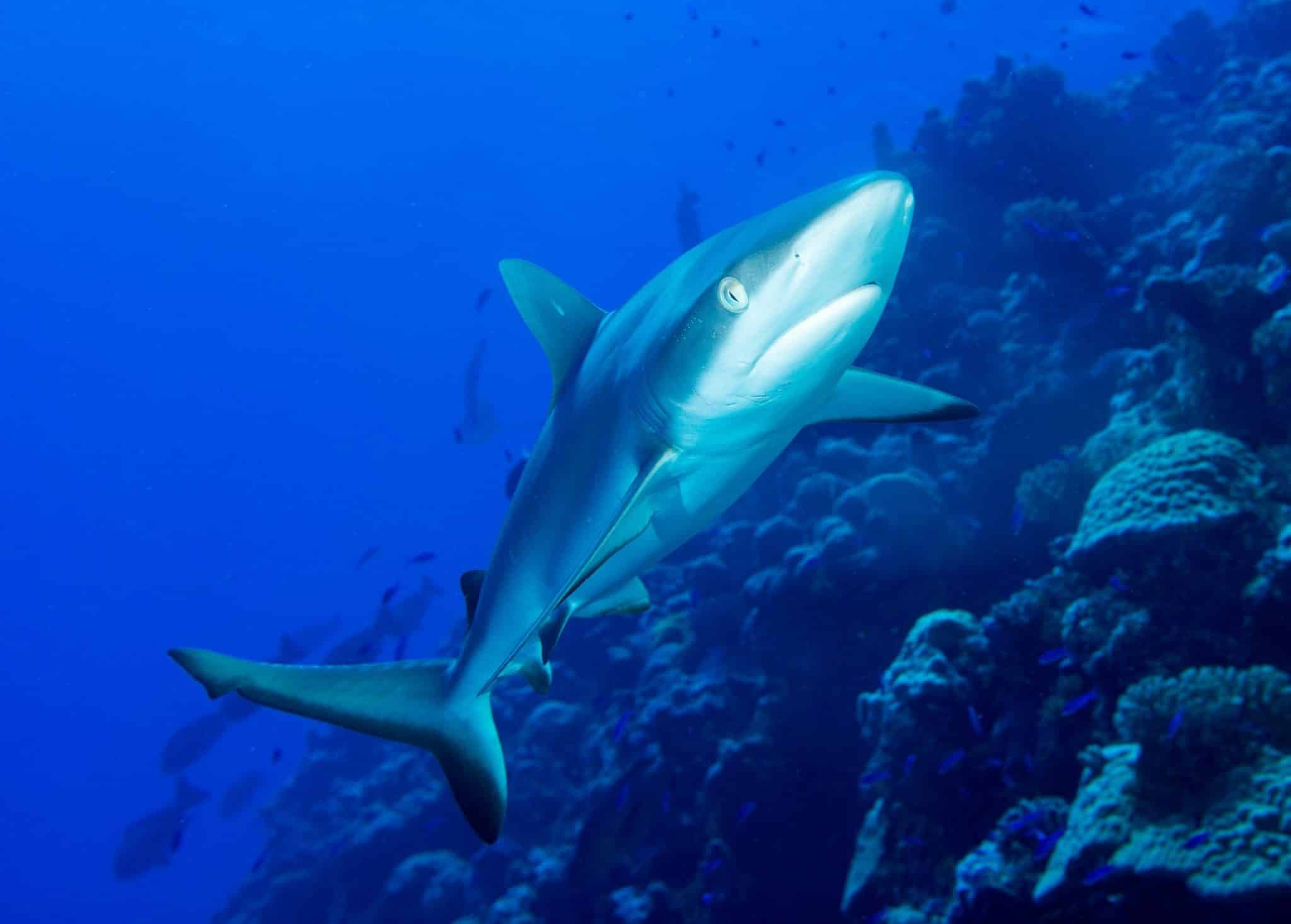 Haie auf Mauritius: Der Grauhai ist in den Gewässern des Indischen Ozeans relativ häufig zu beobachten. Foto: Unsplash