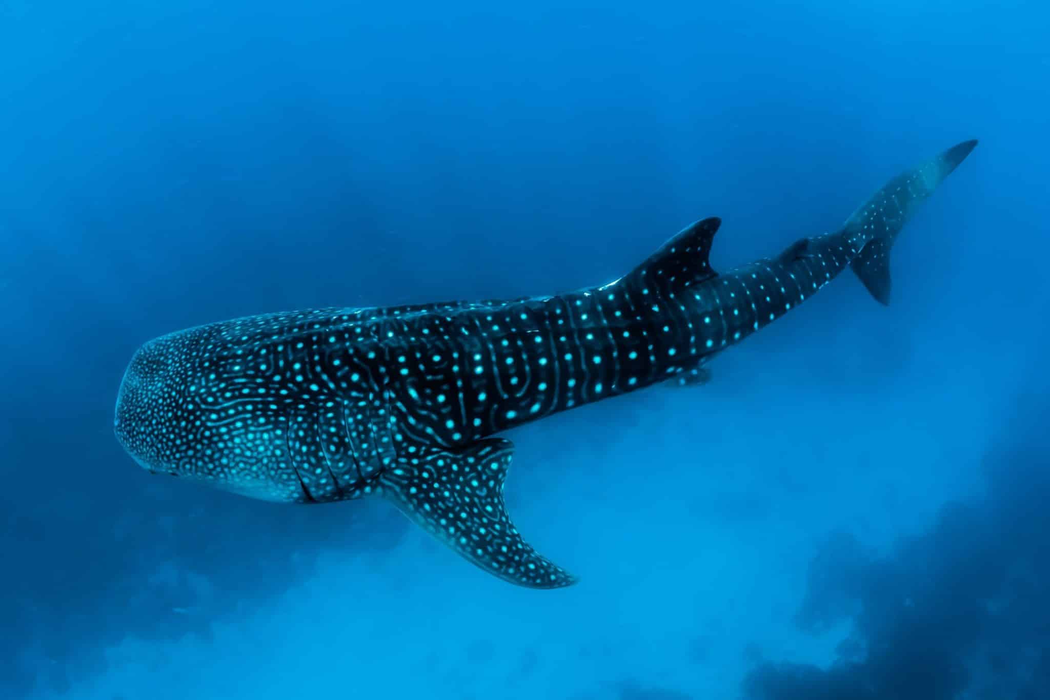 Wer beim Tauchen auf Mauritius einen Walhai entdeckt, hat quasi den Jackpot. Foto: Unsplash