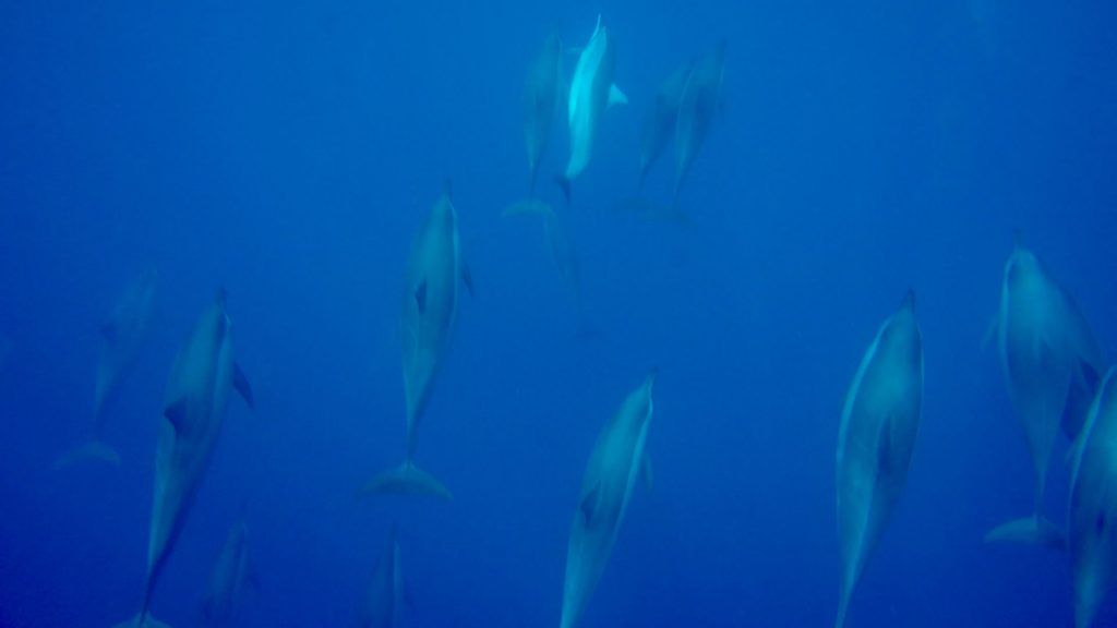 Schwimmen Delfine Mauritius Erfahrungen Schnorcheln Urlaub ReisenBild 23 01 2020 09 54 31 Abenteuerurlaub – Tipps, Reiseziele, Ideen