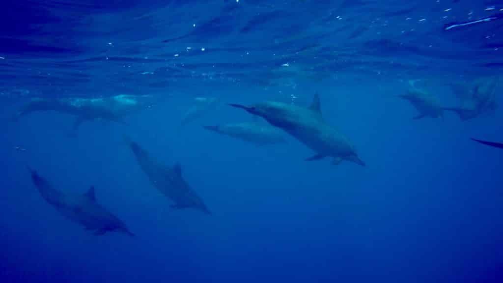 Mit einer Gruppe wilder Delfine auf Mauritius zu schwimmen oder schnorcheln ist ein ungaubliches Erlebnis. Foto: Sascha Tegtmeyer