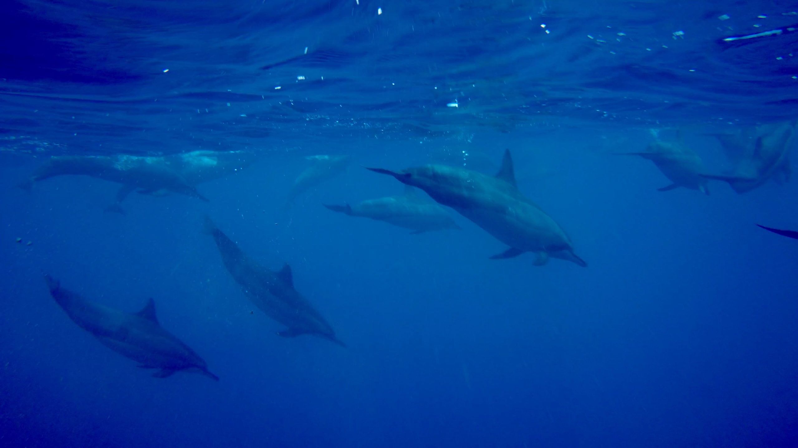 Schnorchel mit Delfinen gehört zu den spektakulärsten Aktivitäten auf Mauritius Foto: Sascha Tegtmeyer