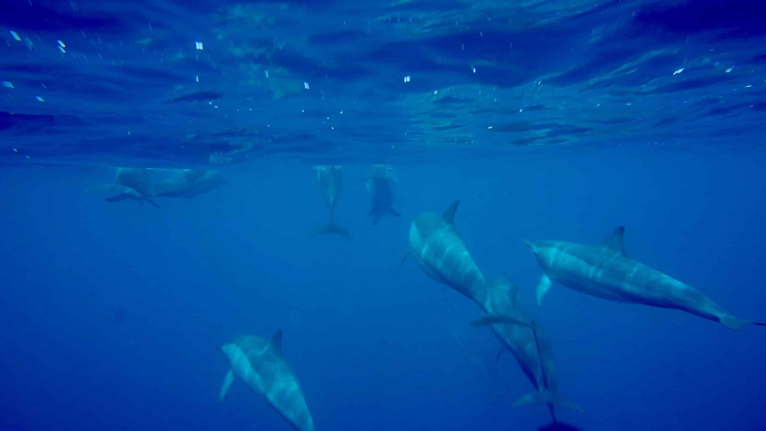 Schwimmen mit Delfinen auf Mauritius: unsere Erfahrungen bei einer spektakulären Begegnung