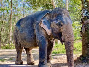Die Besucher können den Elefanten im Reservat ganz nah kommen. Foto: Sascha Tegtmeyer