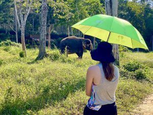 Das Phuket Elephant Sanctuary sensibilisiert die Besucher für die Belange der Elephanten. Foto: Sascha Tegtmeyer